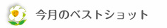 今月のベストショット