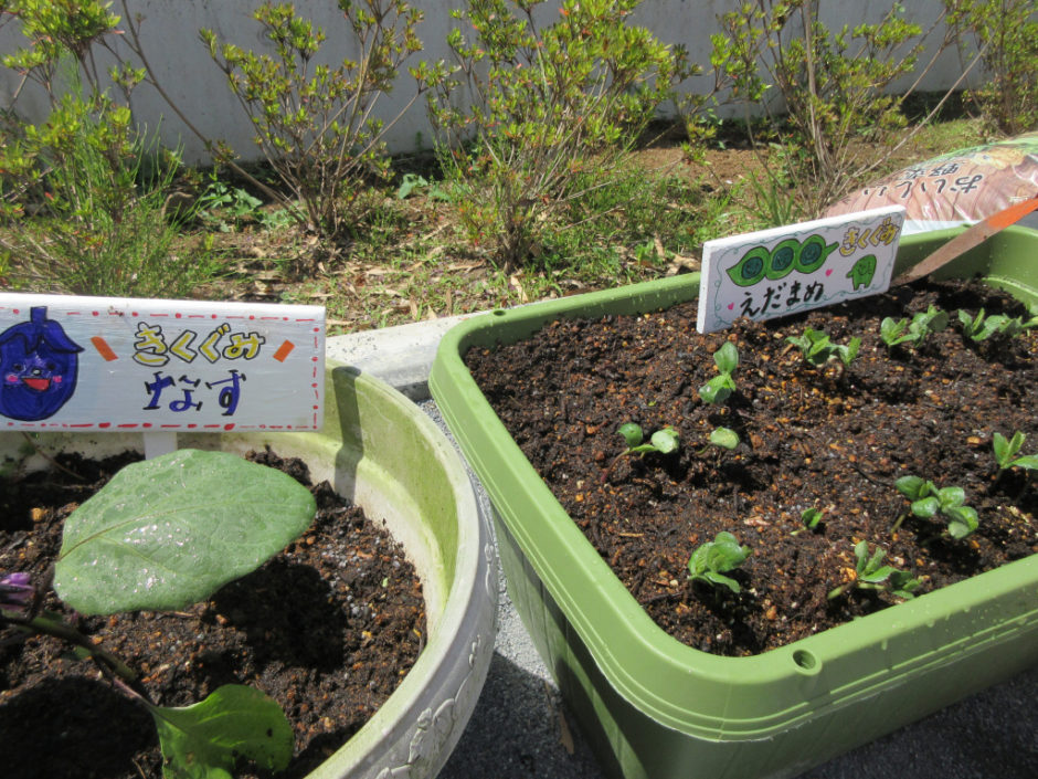 野菜の苗を植えました(^_^) なすとえだまめです(*^_^*)　元気に育ってね☆彡