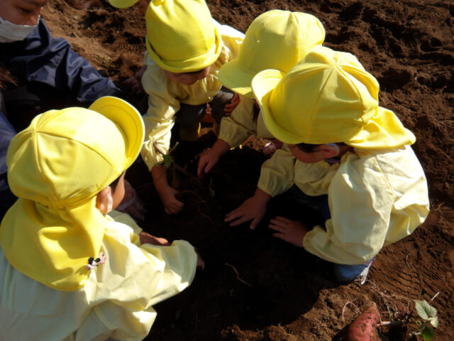 さつまいも掘り　保育園部