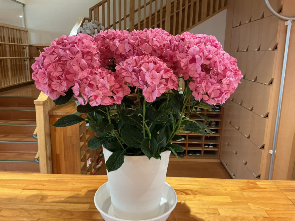 季節の花　あじさいです♪保護者の方から頂きました。赤やピンクの紫陽花は「強い愛情」「元気な女性」という意味があり、母の日の贈り物にもぴったりです。