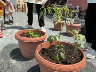 野菜の苗植えを行いました♪