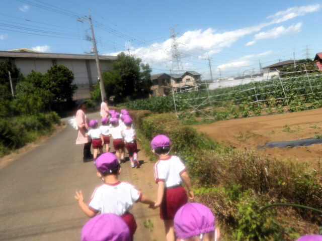 じゃがいも掘りを行いました♪